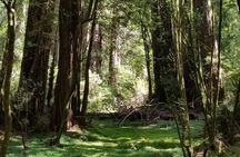 Alcatraz with Muir Woods and Sausalito Tour