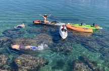 Kayaking with Sea Lions in a Calm Beautiful Harbor