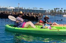 Kayaking with Sea Lions in a Calm Beautiful Harbor