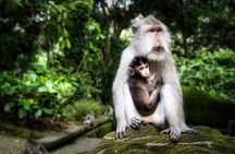 Private Tour in Ubud with Jungle Swing