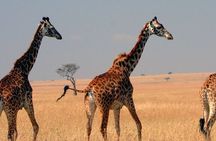 Tour to Hells Gate National park & L Naivasha boat ride 