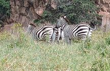 Tour to Hells Gate National park & L Naivasha boat ride 