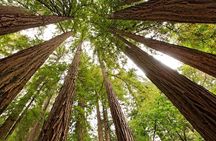 Private Muir Woods, Sausalito, and Marin Headlands Tour