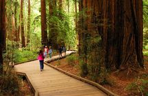 Private Muir Woods, Sausalito, and Marin Headlands Tour