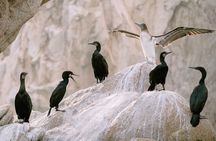 Educational Sunrise Whale Watching with Photos Included