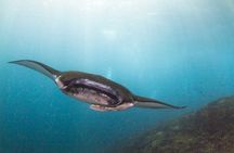 Nusa Penida 3 Fun Dives Boat Trip (For Certified Divers)
