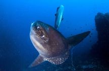 Nusa Penida 3 Fun Dives Boat Trip (For Certified Divers)