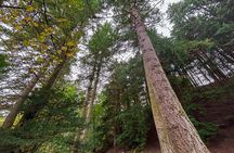 Scone Palace, Nature, Pitlochry, Whisky Experience from Glasgow