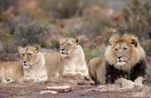 Full Day Safari Aquila Game Reserve INCLUDING TRANSFER