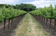 Wine Tour Athens to visit 2 of the most Award-Winning Wineries