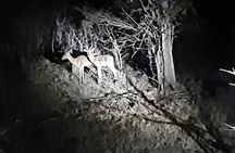 Discover the Night – Guided 4x4 Safari + Stargazing *D-F-ES
