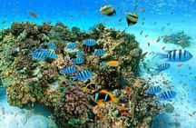 Sharm El Sheikh: Ras Mohammed and White Island VIP Boat Sea Trip