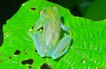 Night Hike La Fortuna - Night Hiking Trip in Arenal
