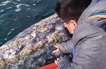 Gray Whale Sighting in López Mateos