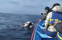 Gray Whale Sighting in López Mateos