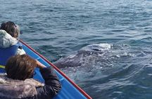 Gray Whale Sighting in López Mateos