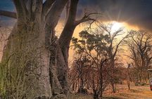 Safari in Victoria Falls and Zambezi National Park