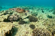 Snorkelling Trip at Dimaniyat Islands