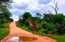 Kruger Park Full Day Guided Safari