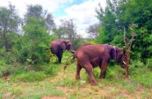 Kruger Park Full Day Guided Safari