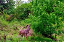 Kruger Park Full Day Guided Safari