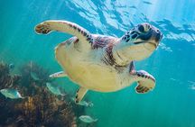 Tour to Tulum and Cenote Swimming with Turtles from Tulum