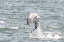 Sea Thunder Cruise-2 Hour Tour Surrounded by Dolphins in S.C