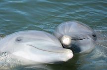 Sea Screamer Cruise - 2 Hour Dolphin Watch Tour in South Carolina