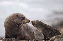 Clearwater Wildlife - Small Guided Tours (10 max) Otago Peninsula