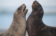 Clearwater Wildlife - Small Guided Tours (10 max) Otago Peninsula