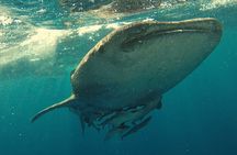 Whale Shark Snorkeling in La Paz