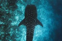 Whale Shark Snorkeling in La Paz