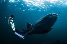 Whale Shark Snorkeling in La Paz