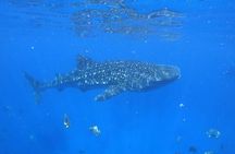 Whale Shark Snorkeling in La Paz