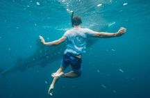 Whale Shark Snorkeling in La Paz