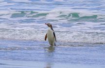 Clearwater Private Penguin & Wildlife Tour from Port Otago (5hrs)