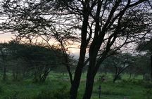 5 Days in to the heart of serengeti 
