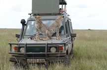 5 Days in to the heart of serengeti 