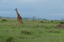 5 Days in to the heart of serengeti 