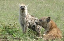 5 Days in to the heart of serengeti 
