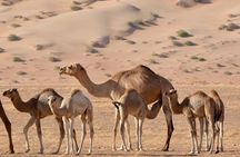 Luxury Sunset Desert Safari