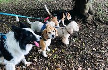 Make a dog's day and taste Greece in Skiathos