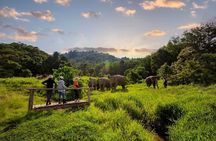 2 Hours Phuket Ethical Elephant Nature Park Visit