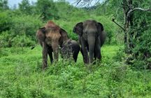 Yala safari from Galle / Unawatuna / Waligama / MIrissa / Matara