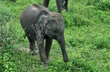 Yala safari from Galle / Unawatuna / Waligama / MIrissa / Matara