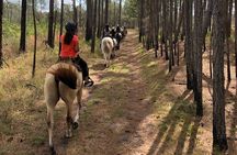 Horseback Ride on Scenic Lake Louisa Trails