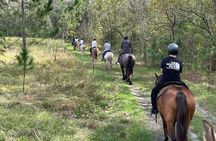 Horseback Ride on Scenic Lake Louisa Trails