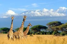  2 Days Amboseli National Park Safari Escape with Kentau