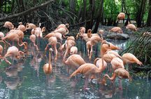 Full Day for Bird Watching with Visit to Isla Baru