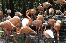 Full Day for Bird Watching with Visit to Isla Baru